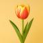 Tulip ծաղիկների | ծաղկեպսակների առաքում Երևան