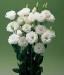 Lisianthus ծաղիկների | ծաղկեպսակների առաքում Երևան