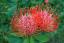 Leucospermum ծաղիկների | ծաղկեպսակների առաքում Երևան