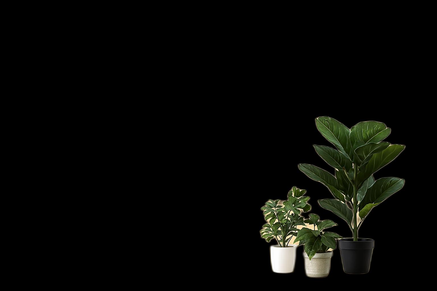 Artificial plants ծաղիկների | ծաղկեպսակների առաքում Երևան
