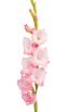 Gladiolus | ծաղիկների առաքում Երևանում