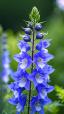 Larkspur | ծաղիկների առաքում Երևանում