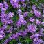 Phlox ծաղիկների | ծաղկեպսակների առաքում Երևան