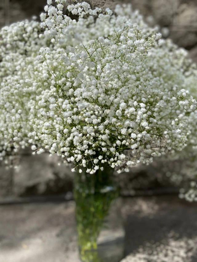 Gypsophiloa | ծաղիկներ, ծաղկեպսակներ, բույսեր - առաքում Երևան
