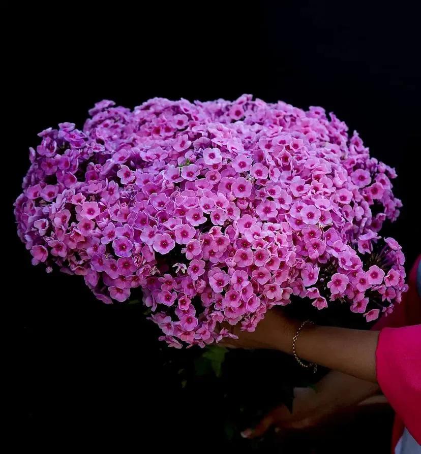 A bunch of phlox | ծաղիկներ, ծաղկեպսակներ, բույսեր Երևան