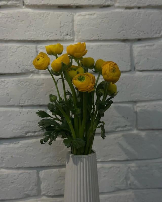 Yellow Ranunculus | ծաղիկների առաքում Երևանում