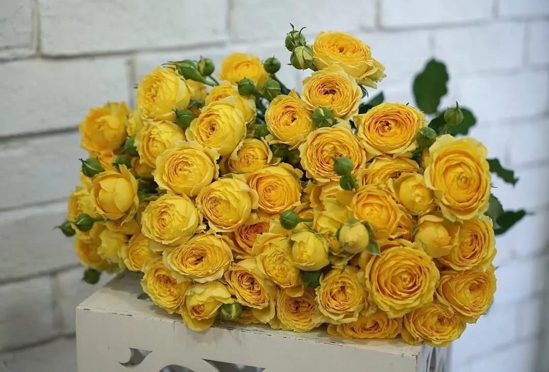 Yellow peonies | ծաղիկների առաքում Երևանում