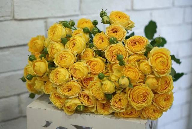 Yellow peonies | ծաղիկների առաքում Երևանում